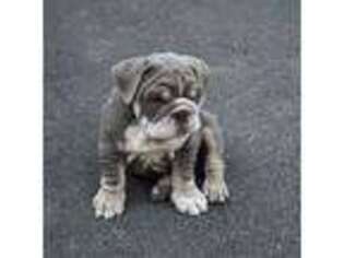 Bulldog Puppy for sale in Kalama, WA, USA