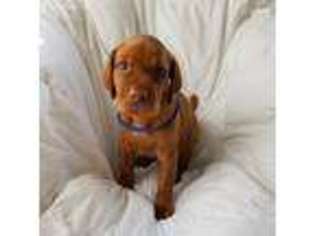 Vizsla Puppy for sale in Sarasota, FL, USA