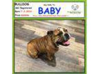 Bulldog Puppy for sale in Albion, IN, USA
