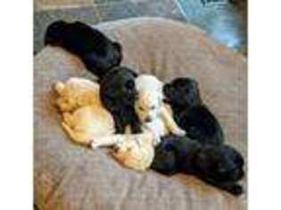 Labrador Retriever Puppy for sale in Middleton, ID, USA
