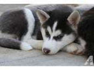 Siberian Husky Puppy for sale in SAN FERNANDO, CA, USA