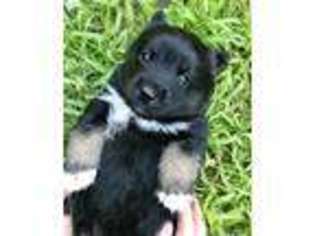 Mutt Puppy for sale in Livermore, ME, USA