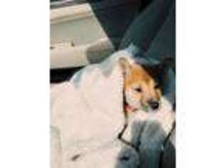 Shiba Inu Puppy for sale in Lorton, VA, USA