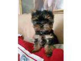 Yorkshire Terrier Puppy for sale in Lyons, OH, USA