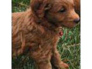 Mutt Puppy for sale in Glen Allen, VA, USA
