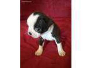 Boston Terrier Puppy for sale in Pocahontas, AR, USA