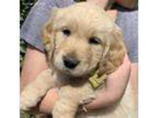 Golden Retriever Puppy for sale in Brandon, MS, USA