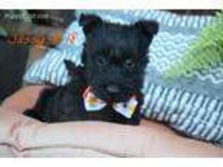 Scottish Terrier Puppy for sale in Solgohachia, AR, USA
