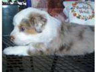 Miniature Australian Shepherd Puppy for sale in Terrell, TX, USA