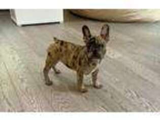 French Bulldog Puppy for sale in Wayne, NJ, USA