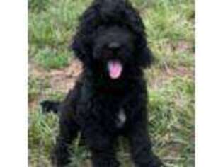 Goldendoodle Puppy for sale in Baldwin City, KS, USA