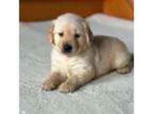 Golden Retriever Puppy for sale in Westmoreland, NY, USA