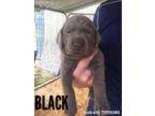 Labrador Retriever Puppy for sale in Bishopville, SC, USA