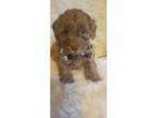 Labradoodle Puppy for sale in Belknap, IL, USA