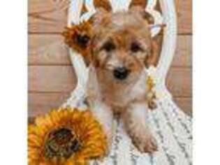 Goldendoodle Puppy for sale in Folsom, LA, USA