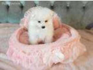 American Eskimo Dog Puppy for sale in Ashley, IN, USA