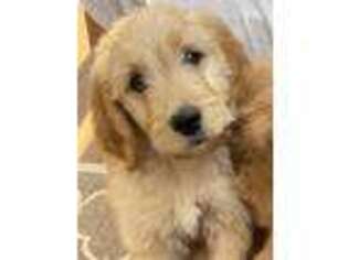 Goldendoodle Puppy for sale in Meadow Vista, CA, USA