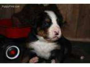 Bernese Mountain Dog Puppy for sale in Wrightsville, PA, USA