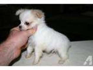 Chihuahua Puppy for sale in BYRON, GA, USA