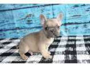 French Bulldog Puppy for sale in Baxter, IA, USA