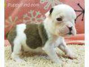 Bulldog Puppy for sale in Onaga, KS, USA