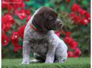 German Shorthaired Pointer Puppy for sale in Surprise, AZ, USA