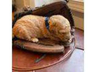 Goldendoodle Puppy for sale in Due West, SC, USA