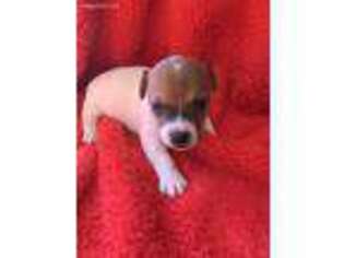 Jack Russell Terrier Puppy for sale in Tallapoosa, GA, USA