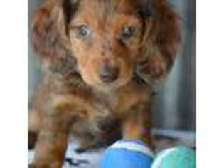 Dachshund Puppy for sale in Fredericksburg, OH, USA