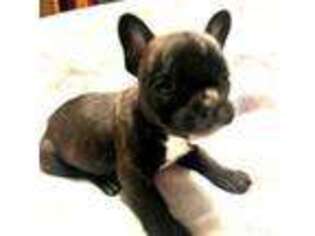French Bulldog Puppy for sale in Caldwell, ID, USA