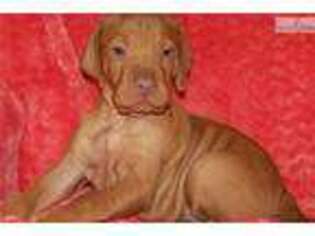 Vizsla Puppy for sale in Victoria, TX, USA