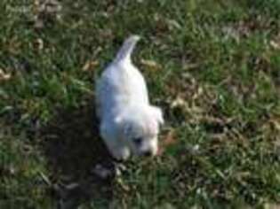 West Highland White Terrier Puppy for sale in Free Union, VA, USA