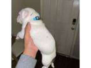 American Bulldog Puppy for sale in Sugar Land, TX, USA