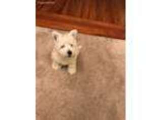 West Highland White Terrier Puppy for sale in Latham, IL, USA