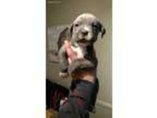 Cane Corso Puppy for sale in Pendleton, SC, USA
