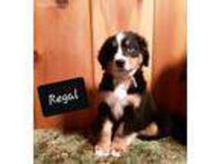 Bernese Mountain Dog Puppy for sale in Leroy, MI, USA