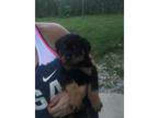 Rottweiler Puppy for sale in MOODUS, CT, USA