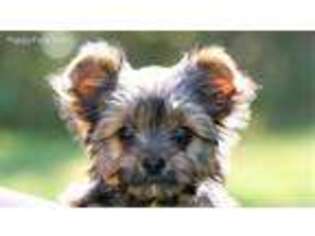 Biewer Terrier Puppy for sale in Stanwood, WA, USA