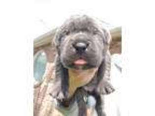 Cane Corso Puppy for sale in Lemont, IL, USA