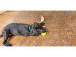 Labrador Retriever Puppy for sale in Hasty, CO, USA