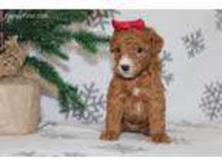 Goldendoodle Puppy for sale in Etna Green, IN, USA