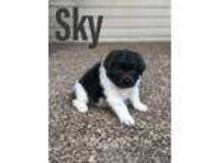 Newfoundland Puppy for sale in Lewisburg, KY, USA