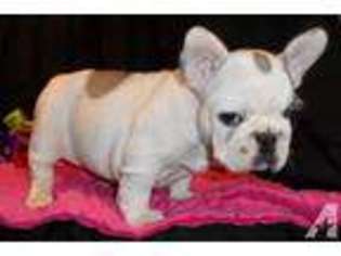 French Bulldog Puppy for sale in LAGRANGE, GA, USA