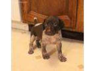 German Shorthaired Pointer Puppy for sale in Saint Charles, MN, USA