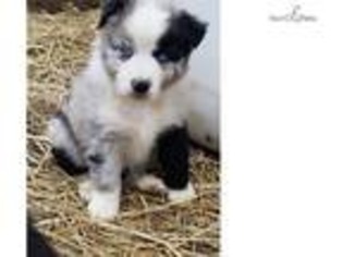 Australian Shepherd Puppy for sale in Columbia, MO, USA