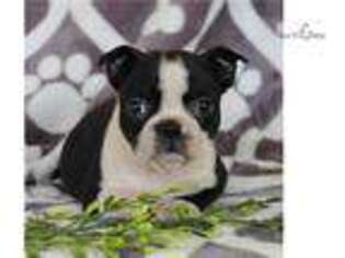 Boston Terrier Puppy for sale in Harrisburg, PA, USA