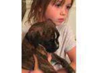 Boxer Puppy for sale in New Braunfels, TX, USA