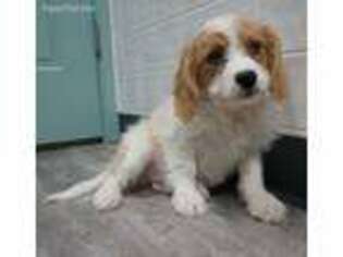 Cavachon Puppy for sale in Clare, IL, USA