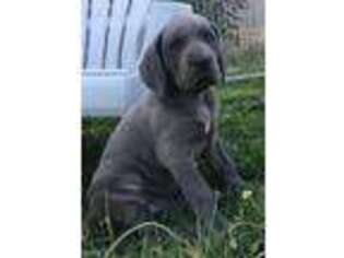 Great Dane Puppy for sale in Hood River, OR, USA