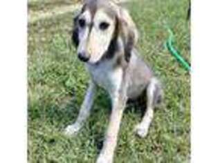 Saluki Puppy for sale in Mineral Point, MO, USA